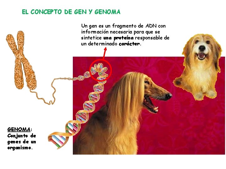 EL CONCEPTO DE GEN Y GENOMA Un gen es un fragmento de ADN con