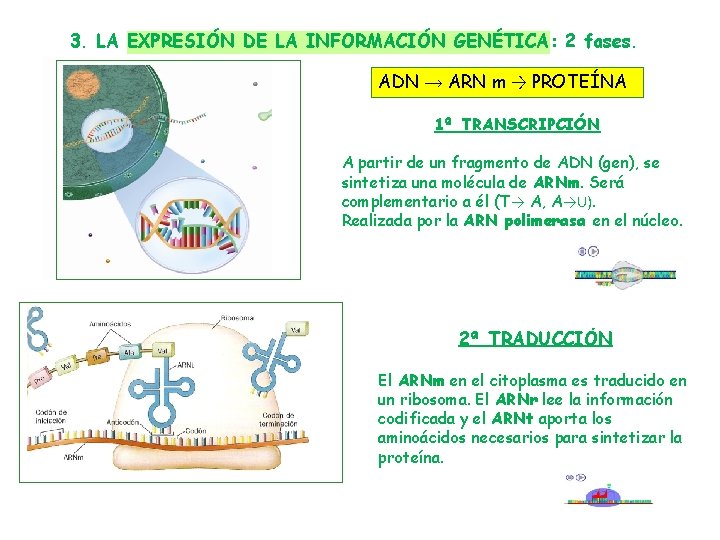 3. LA EXPRESIÓN DE LA INFORMACIÓN GENÉTICA: 2 fases. ADN → ARN m →