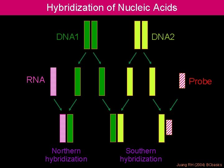 Hybridization of Nucleic Acids DNA 1 DNA 2 RNA Probe Northern hybridization Southern hybridization