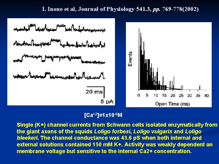 I. Inoue et al, Journal of Physiology 541. 3, pp. 769 -778(2002) [Ca+2]=1 x