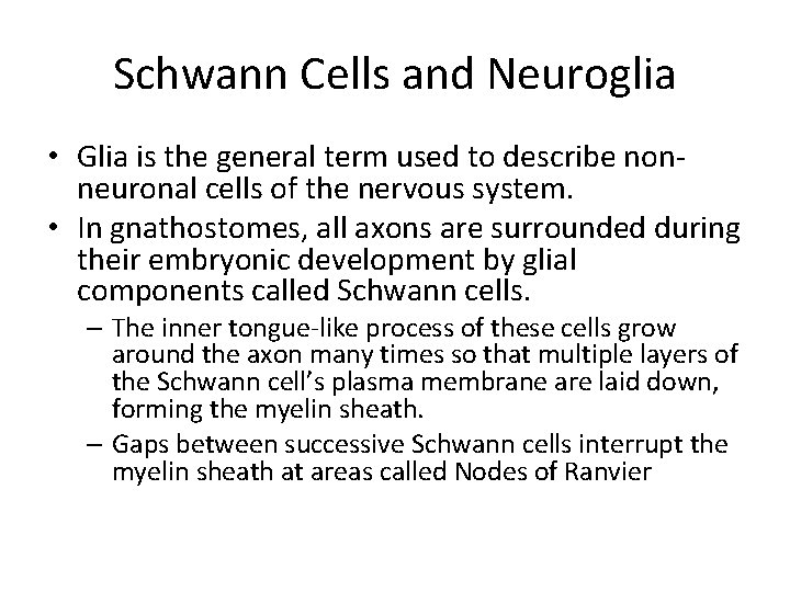 Schwann Cells and Neuroglia • Glia is the general term used to describe nonneuronal