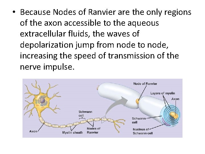  • Because Nodes of Ranvier are the only regions of the axon accessible