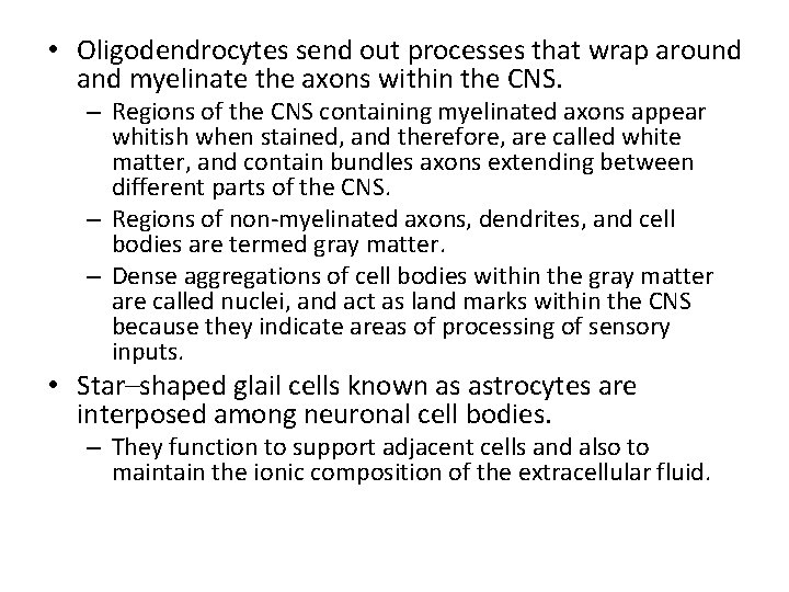  • Oligodendrocytes send out processes that wrap around and myelinate the axons within