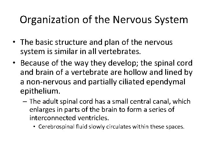 Organization of the Nervous System • The basic structure and plan of the nervous