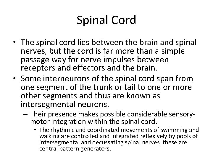 Spinal Cord • The spinal cord lies between the brain and spinal nerves, but