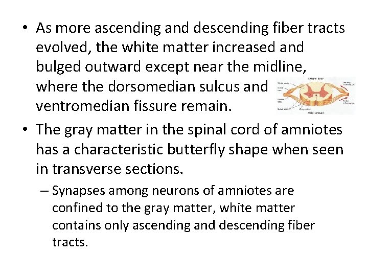  • As more ascending and descending fiber tracts evolved, the white matter increased
