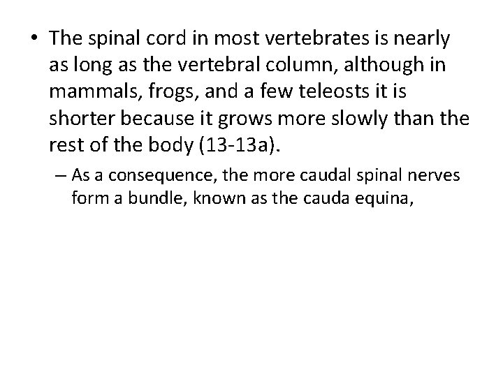  • The spinal cord in most vertebrates is nearly as long as the