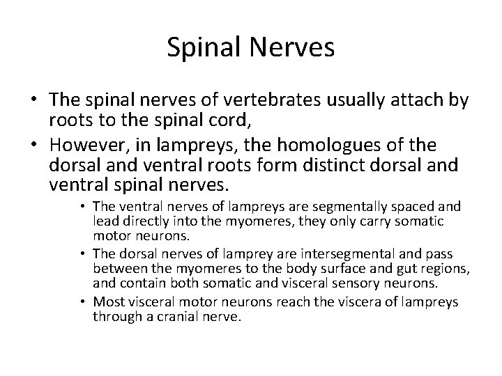 Spinal Nerves • The spinal nerves of vertebrates usually attach by roots to the