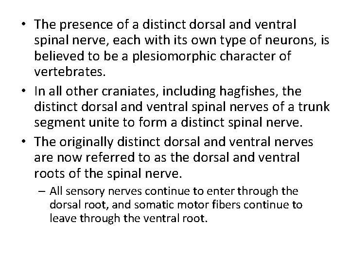  • The presence of a distinct dorsal and ventral spinal nerve, each with