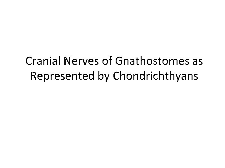 Cranial Nerves of Gnathostomes as Represented by Chondrichthyans 
