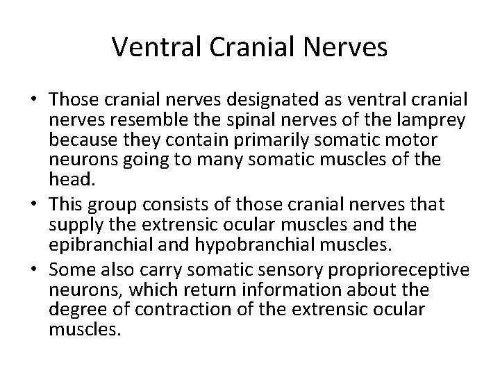 Ventral Cranial Nerves • Those cranial nerves designated as ventral cranial nerves resemble the