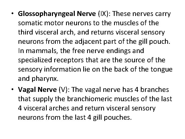  • Glossopharyngeal Nerve (IX): These nerves carry somatic motor neurons to the muscles