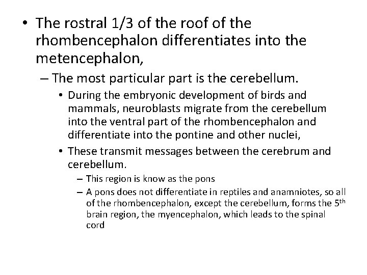  • The rostral 1/3 of the roof of the rhombencephalon differentiates into the