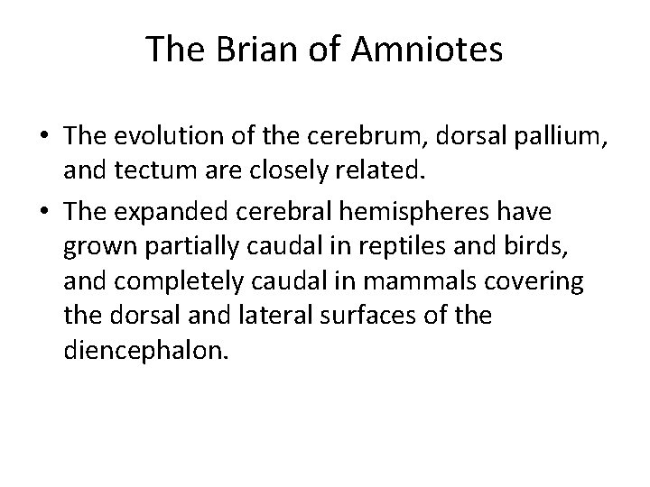 The Brian of Amniotes • The evolution of the cerebrum, dorsal pallium, and tectum