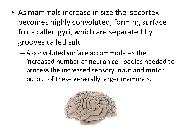  • As mammals increase in size the isocortex becomes highly convoluted, forming surface