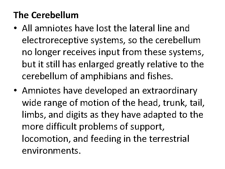 The Cerebellum • All amniotes have lost the lateral line and electroreceptive systems, so