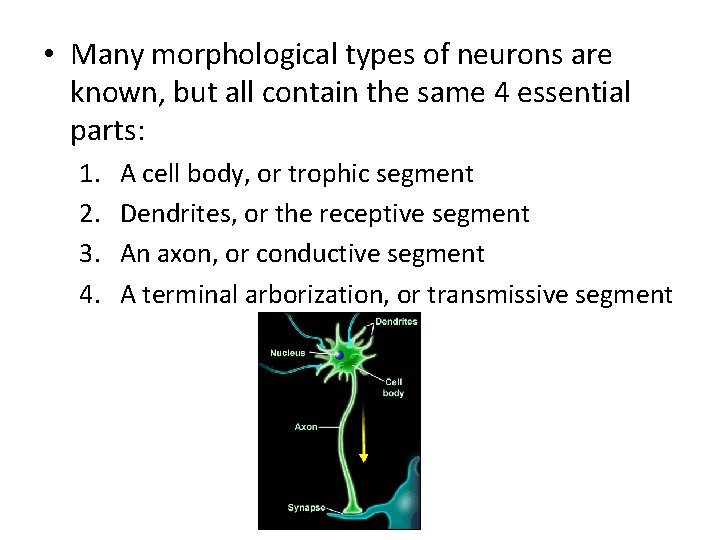  • Many morphological types of neurons are known, but all contain the same