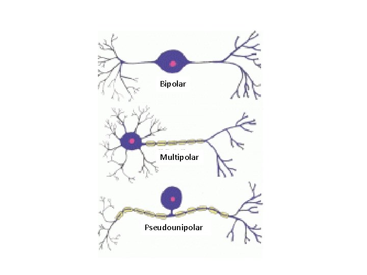 Bipolar Multipolar Pseudounipolar 
