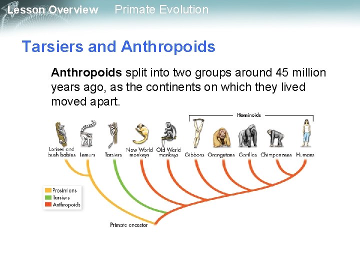 Lesson Overview Primate Evolution Tarsiers and Anthropoids split into two groups around 45 million