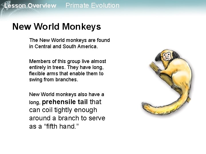 Lesson Overview Primate Evolution New World Monkeys The New World monkeys are found in