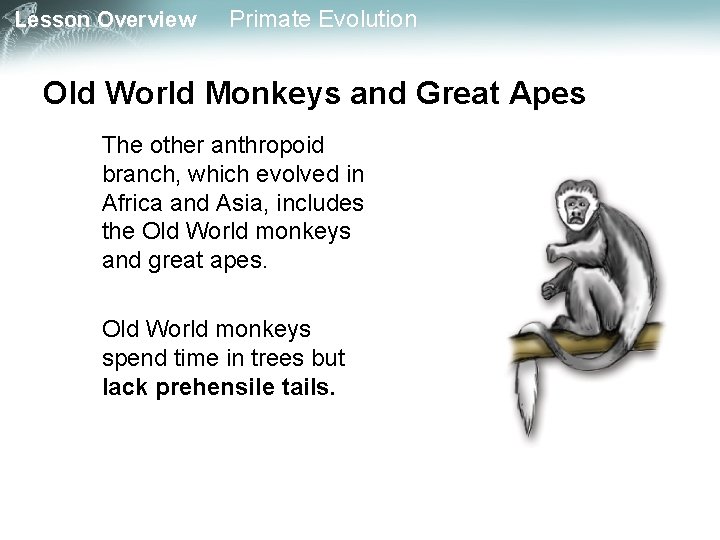 Lesson Overview Primate Evolution Old World Monkeys and Great Apes The other anthropoid branch,