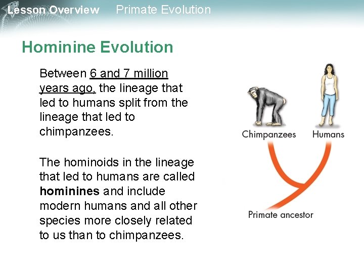 Lesson Overview Primate Evolution Hominine Evolution Between 6 and 7 million years ago, the