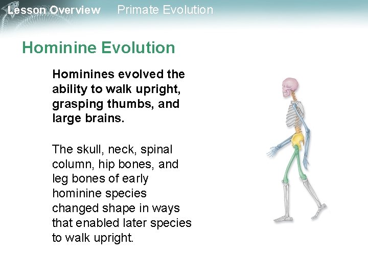 Lesson Overview Primate Evolution Hominines evolved the ability to walk upright, grasping thumbs, and