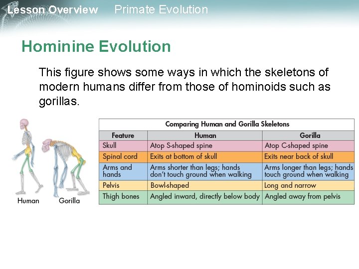 Lesson Overview Primate Evolution Hominine Evolution This figure shows some ways in which the