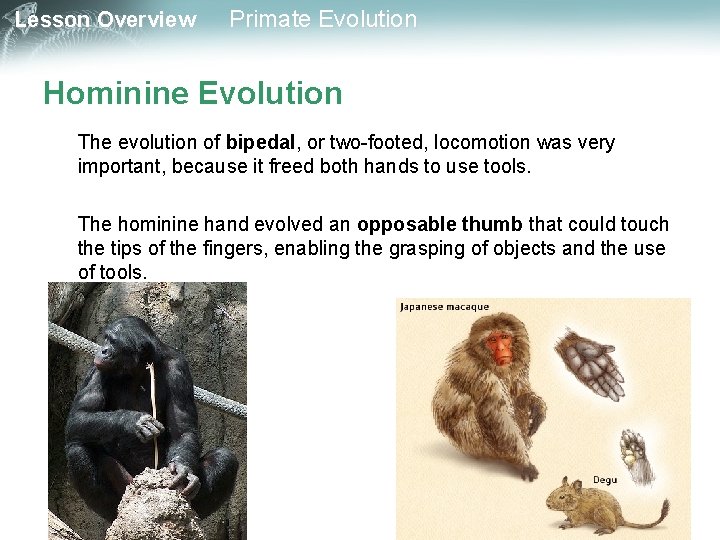Lesson Overview Primate Evolution Hominine Evolution The evolution of bipedal, or two-footed, locomotion was
