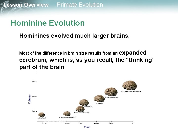 Lesson Overview Primate Evolution Hominines evolved much larger brains. Most of the difference in