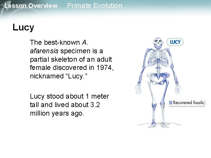 Lesson Overview Primate Evolution Lucy The best-known A. afarensis specimen is a partial skeleton