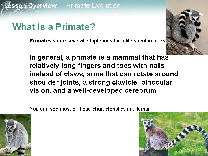 Lesson Overview Primate Evolution What Is a Primate? Primates share several adaptations for a