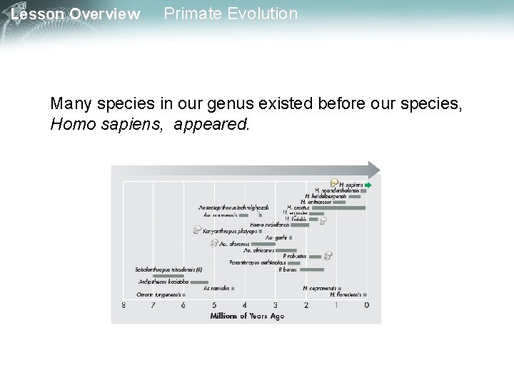 Lesson Overview Primate Evolution Many species in our genus existed before our species, Homo