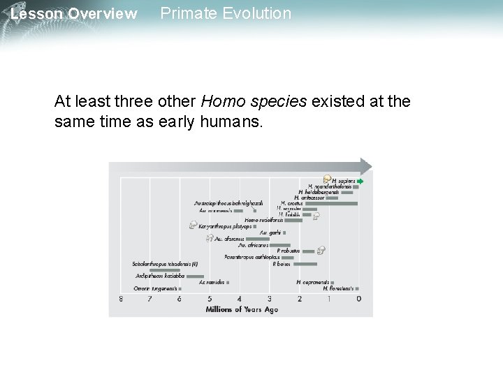 Lesson Overview Primate Evolution At least three other Homo species existed at the same