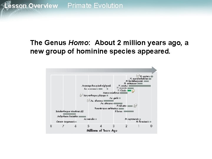 Lesson Overview Primate Evolution The Genus Homo: About 2 million years ago, a new
