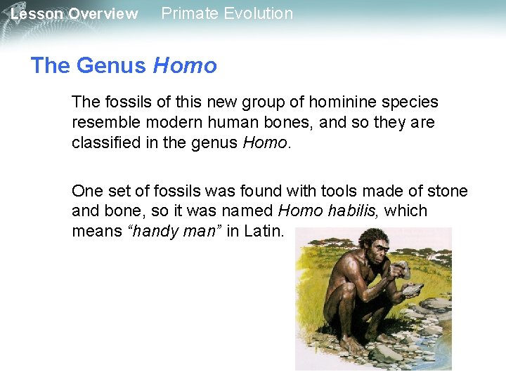 Lesson Overview Primate Evolution The Genus Homo The fossils of this new group of