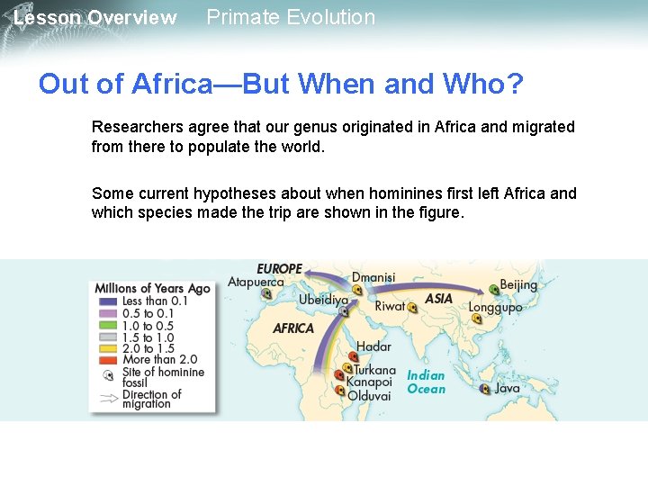 Lesson Overview Primate Evolution Out of Africa—But When and Who? Researchers agree that our