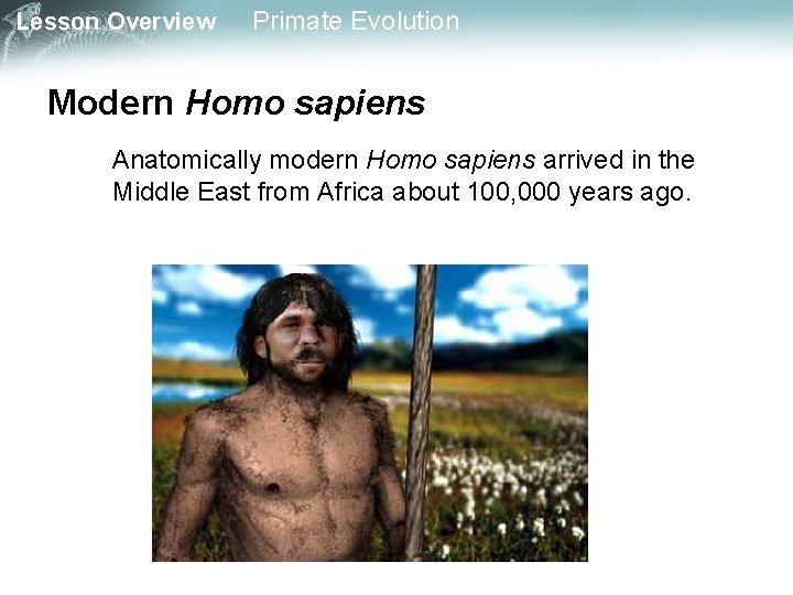 Lesson Overview Primate Evolution Modern Homo sapiens Anatomically modern Homo sapiens arrived in the