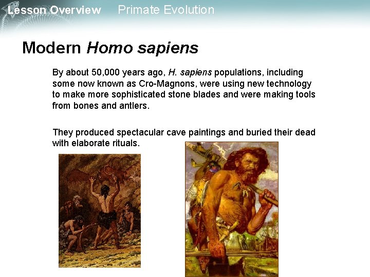 Lesson Overview Primate Evolution Modern Homo sapiens By about 50, 000 years ago, H.