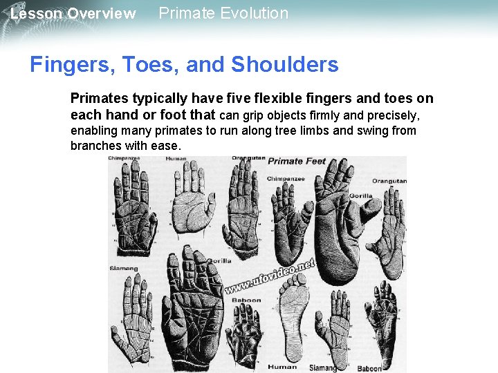 Lesson Overview Primate Evolution Fingers, Toes, and Shoulders Primates typically have five flexible fingers