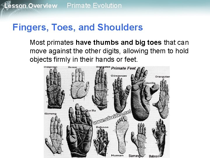 Lesson Overview Primate Evolution Fingers, Toes, and Shoulders Most primates have thumbs and big