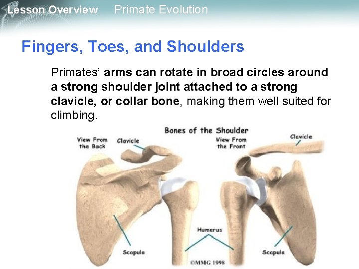 Lesson Overview Primate Evolution Fingers, Toes, and Shoulders Primates’ arms can rotate in broad