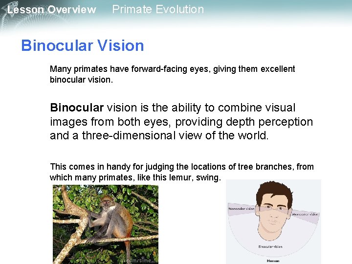 Lesson Overview Primate Evolution Binocular Vision Many primates have forward-facing eyes, giving them excellent
