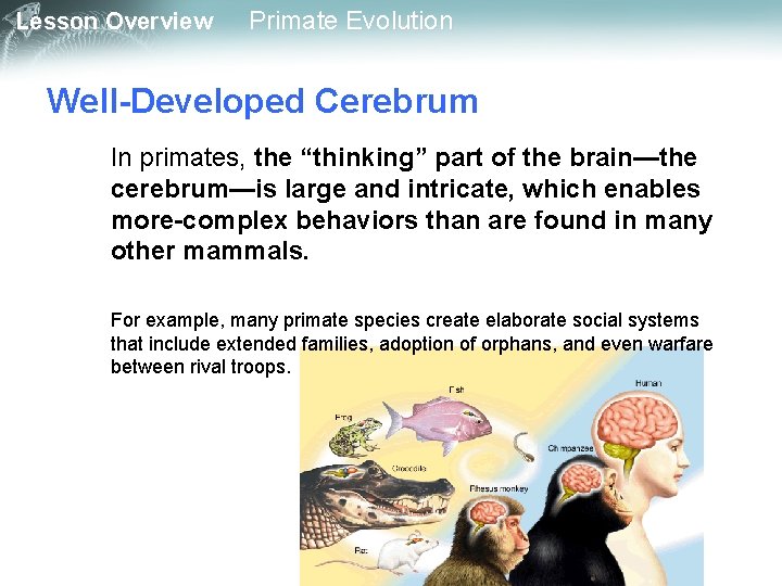 Lesson Overview Primate Evolution Well-Developed Cerebrum In primates, the “thinking” part of the brain—the