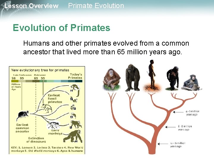 Lesson Overview Primate Evolution of Primates Humans and other primates evolved from a common