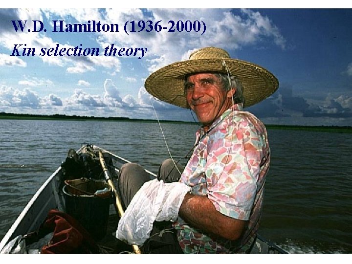 W. D. Hamilton (1936 -2000) Kin selection theory 