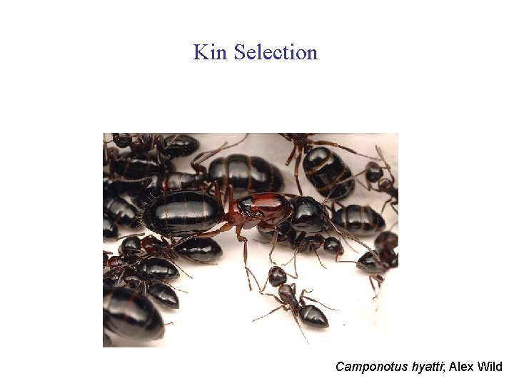 Kin Selection Camponotus hyatti; Alex Wild 