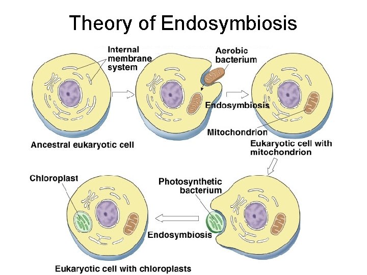 Theory of Endosymbiosis 