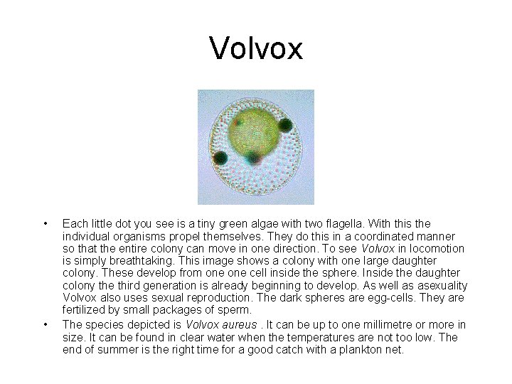 Volvox • • Each little dot you see is a tiny green algae with