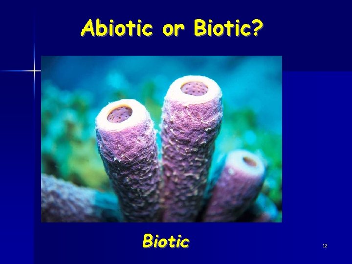 Abiotic or Biotic? Biotic 12 